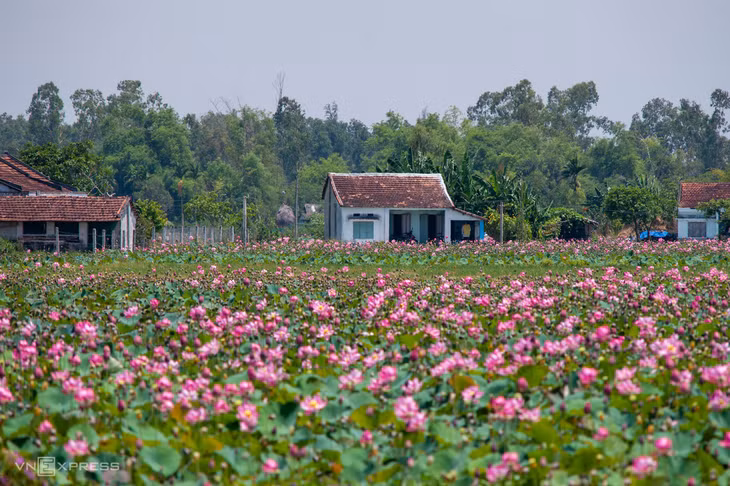 Những nếp nhà yên bình phía sau đầm sen Bình Quý. Theo anh Minh Trí, tùy theo đầm sen ở một số nơi, người dân có thu phí để vào chụp ảnh, mục đích tạo thêm thu nhập cho người vất vả trồng sen.