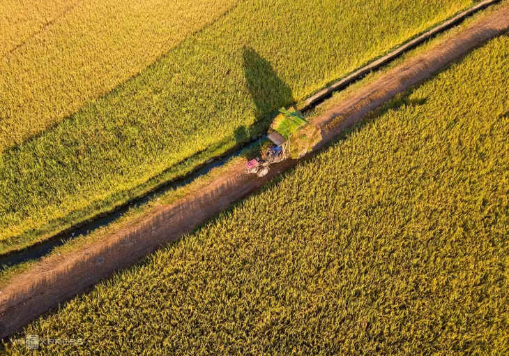 Xe cơ giới vận chuyển cói về làng ngang qua cánh đồng lúa chín vàng. Anh Trung chia sẻ ngày nay có nhiều loại chiếu làm bằng những nguyên liệu khác nhau nhưng chiếu cói Phú Tân vẫn giữ được người dân ưa chuộng bởi độ bền và mềm.
