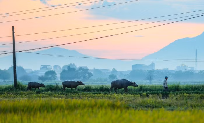 Những đàn trâu đang trở về chuồng sau một ngày đi ăn ngoài đồng.