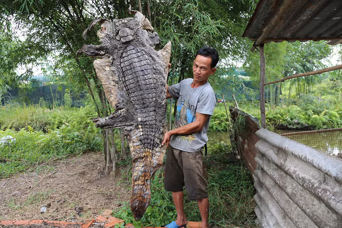 Bộ da cá sấu được anh Thanh phơi khôi, cuối tháng 4. Ảnh: Đình Văn