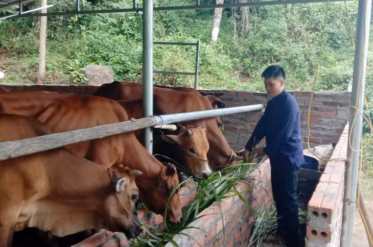 Anh Tằng A Sám (thôn Khe Mọi, xã Đồng Văn, huyện Bình Liêu) thực hiện mô hình nuôi bò sinh sản.