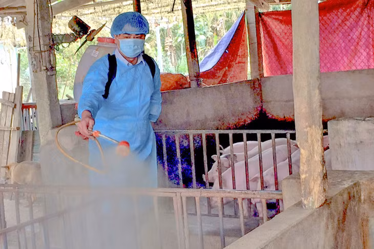 Cán bộ thú y xã Quảng Chính, huyện Hải Hà, vệ sinh tiêu trùng, khử khuẩn chuồng chăn nuôi của hộ gia đình tái đàn sau đợt dịch tả lợn châu Phi. Ảnh: Cầm Khuê