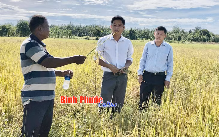 Nông dân xã Lộc Khánh, huyện Lộc Ninh phấn khởi khi mô hình trồng lúa hữu cơ và theo hướng hữu cơ bước đầu mang lại kết quả như mong đợi
