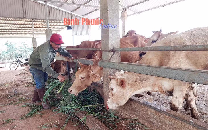Đàn bò của gia đình anh Long được nuôi trong chuồng thoáng mát, sạch sẽ