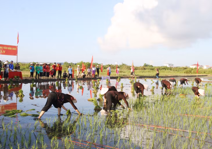 Hội thi cấy diễn ra tại khu vực ruộng trước cửa đình Cốc trong sự cổ vũ sôi nổi của người dân.