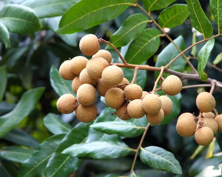 Nhãn gây nóng trong người, không thích hợp với bà bầu. Ảnh: Healthyfoodtribe