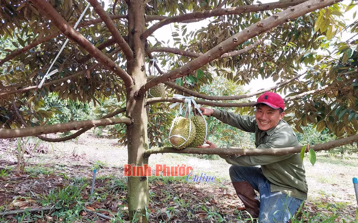 Sau gần 5 năm chăm sóc, vườn sầu riêng của anh Long đã cho thu hoạch những trái đầu tiên