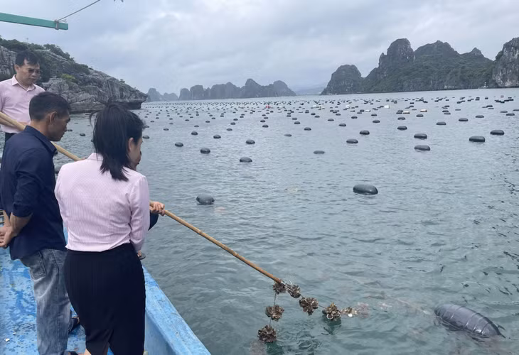 Cán bộ Ngân hàng CSXH huyện Vân Đồn kiểm tra việc sử dụng vốn tín dụng chính sách để chuyển đổi sang phao nhựa HDPE.