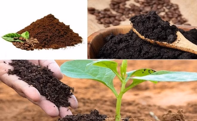 Bã cà phê tưởng chừng như bỏ đi nhưng lại rất có ích cho cuộc sống hàng ngày của chúng ta.