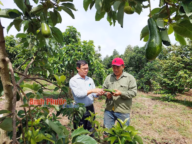 Anh Long giới thiệu những trái bơ bắt đầu cho thu hoạch lứa đầu tiên