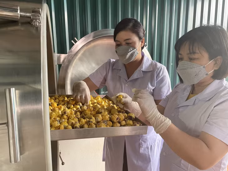 Trà hoa vàng được sấy bằng công nghệ sấy lạnh tại HTX Chế biến và tiêu thụ nông sản Tiên Yên.