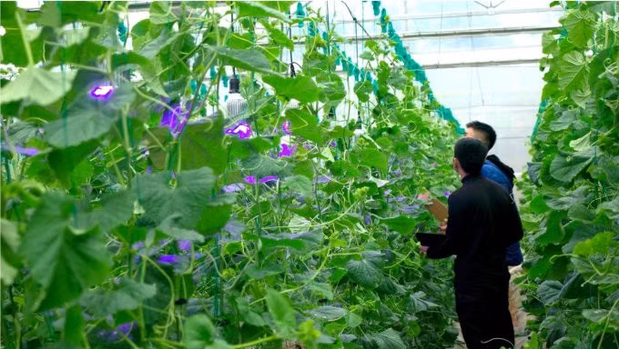 Hệ thống được thử nghiệm chiếu sáng với cây dưa lưới. Ảnh: Nhóm nghiên cứu