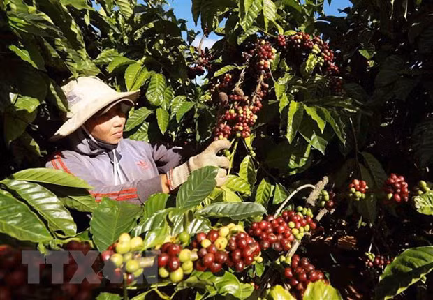 Lam the nao de san pham nong nghiep nam bat co hoi tai thi truong EU? hinh anh 1