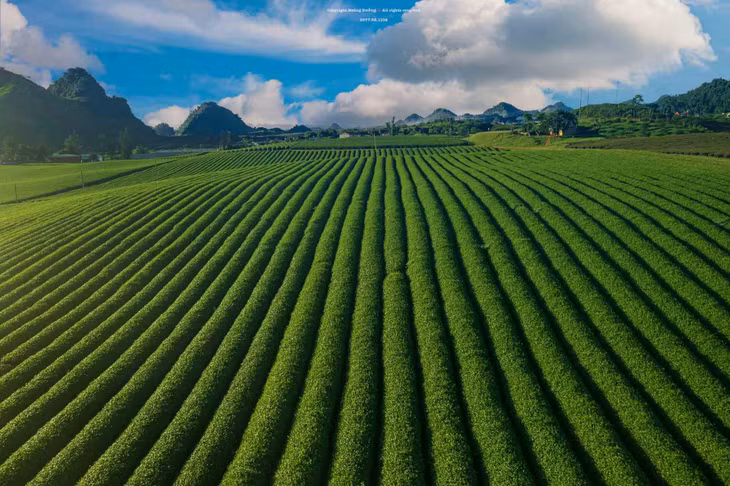Những luống chè trải dài bất tận. Ảnh: Hoàng Dưỡng