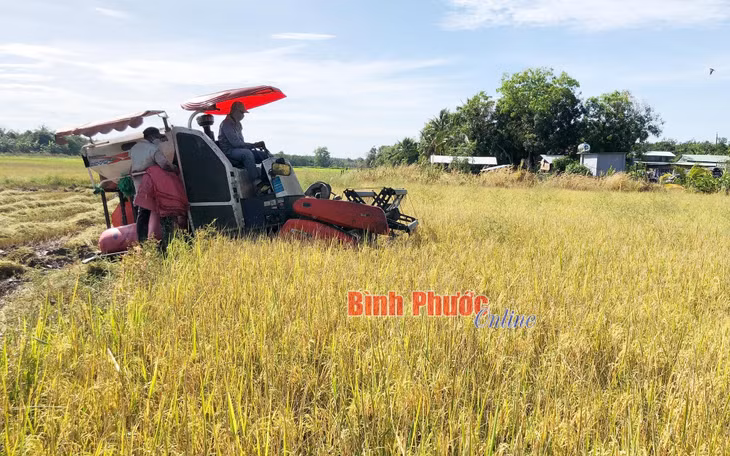 Thu hoạch lúa ST24 tại xã Lộc Khánh, huyện Lộc Ninh