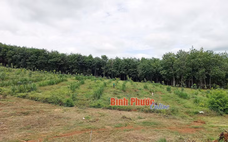 Khu vực anh Long trồng cỏ nuôi bò
