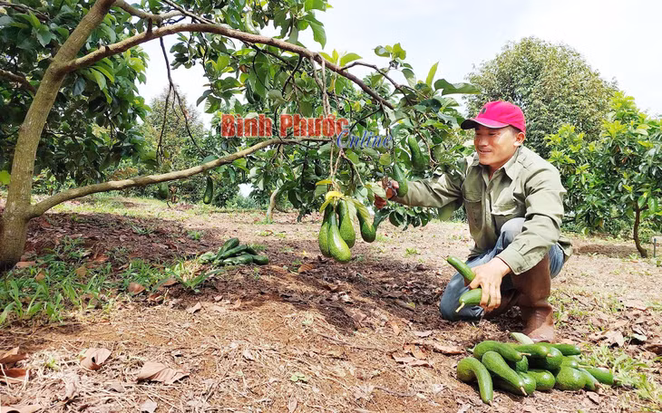 Những cây bơ sai trĩu quả của gia đình anh Võ Thành Long ở thôn Tân Lập, xã Phú Nghĩa