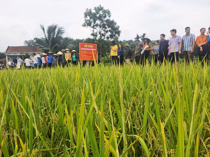 Nôn dân xã Tân Bình, huyện Đầm Hà cấy giống lúa ĐT100 thay cho giống lúa địa phương.
