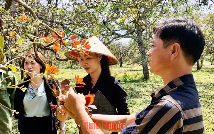 Sản xuất nông nghiệp hữu cơ - hướng đi bền vững ảnh 1 Sản xuất nông nghiệp hữu cơ - hướng đi bền vững ảnh 1