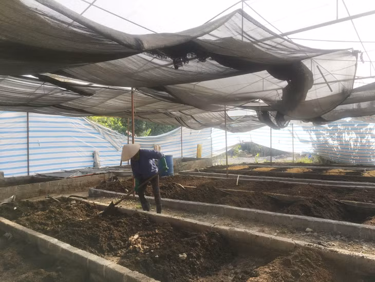 Công nhân trang trại Tuyết Tuyến Farm (TP Hạ Long) sử dụng chất thải trong chăn nuôi gia cầm làm thức ăn cho giun nuôi.
