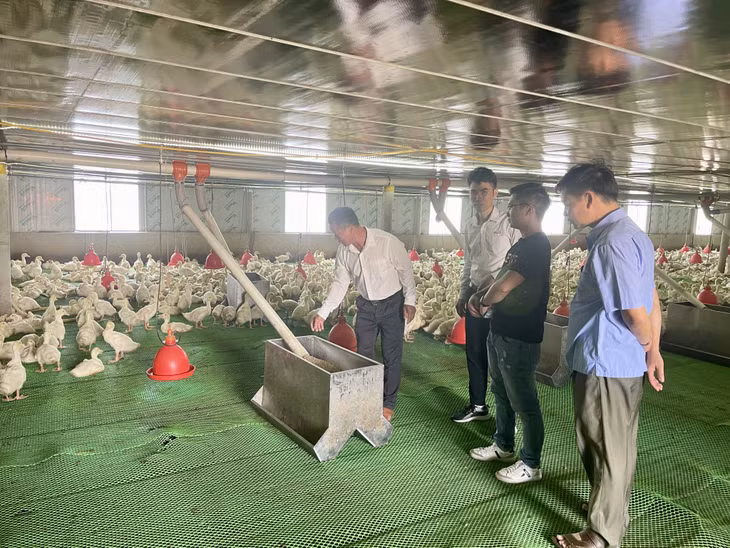 Mô hình nuôi vịt khép kín của gia đình ông Đồng Quang Cường (thôn Cẩm Lũy, xã Cẩm La, TX Quang Yên) đem lại thu nhập cao.