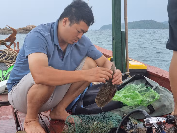 Vùng biển Vân Đồn, Cô Tô có nhiều bàn mai to bằng cả bàn tay người lớn.