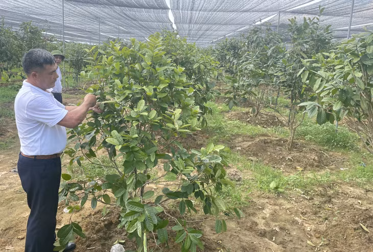 Ông Lê Mạnh Quy (thôn 5, xã Quảng Minh, huyện Hải Hà) chăm sóc cây trà hoa vàng.