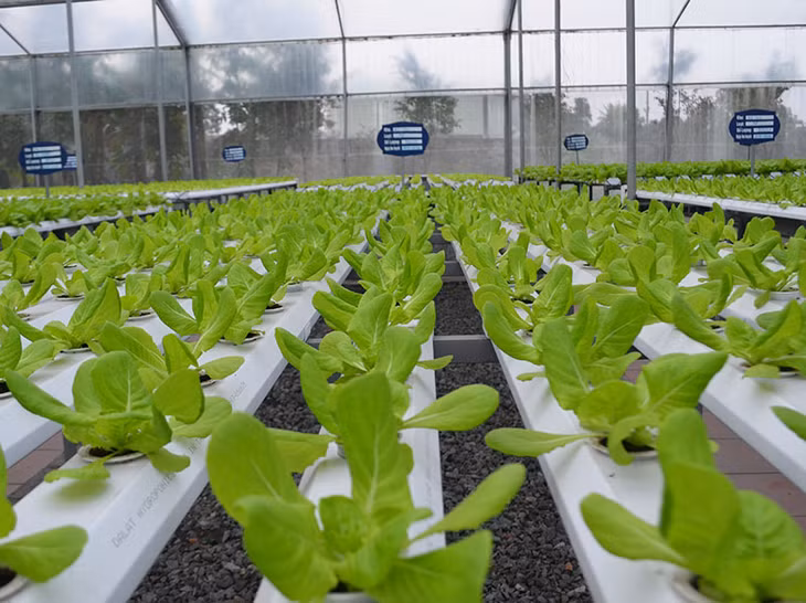 Mô hình rau thủy canh của Green Farm Mạo Khê (TX Đông Triều) phát triển tốt nhờ công nghệ tưới nước tự động.