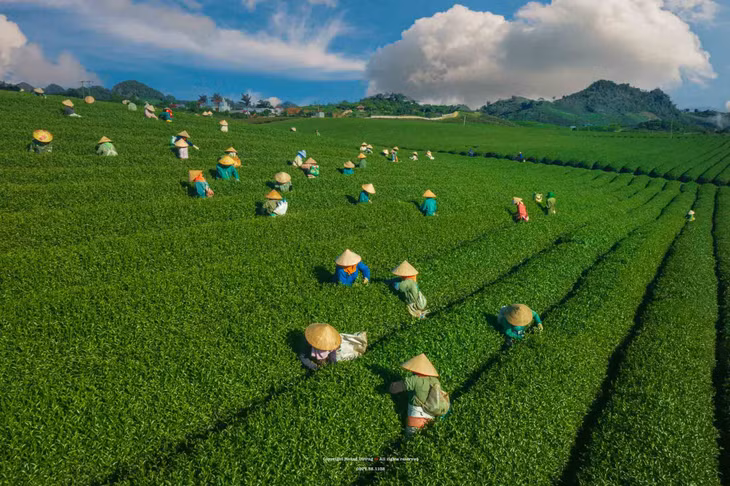 Người nông dân tất bật thu hoạch chè. Ảnh: Hoàng Dưỡng