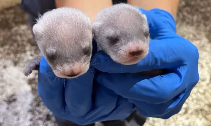 Cặp chồn sương chân đen con 3 tuần tuổi. Ảnh: Smithsonian’s National Zoo and Conservation Biology Institute/FWS