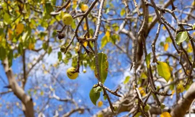 Quả của cây manchineel trông giống trái táo nhỏ. Ảnh: Freedom_wanted