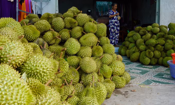 Thu hoạch sầu riêng tại Châu Thành (Bến Tre). Ảnh: Hoàng Nam