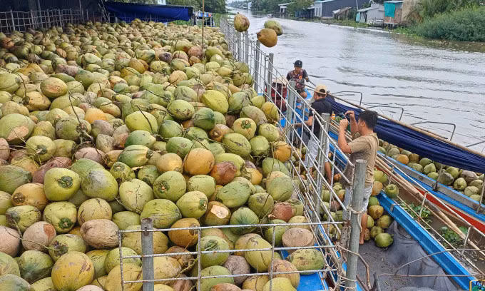 Dừa được các cơ sở ở Bến Tre thu mua. Ảnh: Đăng Khoa