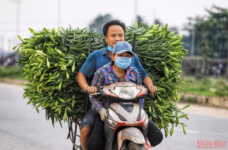 Nụ cười hạnh phúc của người dân trồng hoa loa kèn làng Tây Tựu 1 năm thu hoạch được mùa. (Ảnh: THÀNH ĐẠT)