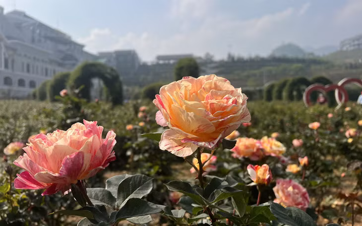 Sun World Fansipan Legend được phủ trong sắc hoa hồng rực rỡ