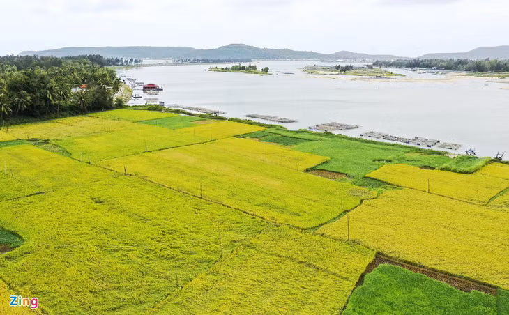 Đầu tháng 4 đến thăm cầu Ông Cọp, du khách còn được khám phá cánh đồng lúa chín như trải thảm vàng ươm bên dòng sông Phú Ngân.