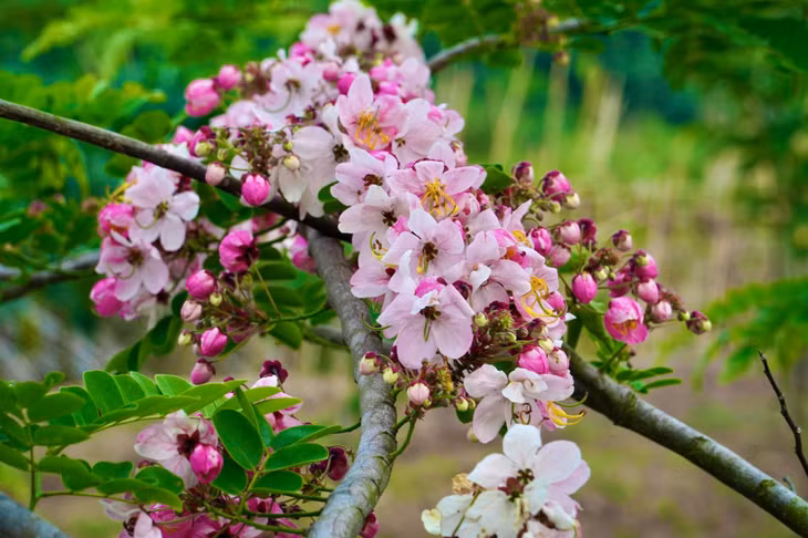 Loài hoa chịu nóng tốt, phù hợp với thổ nhưỡng và khí hậu miền Tây. Ảnh: Khương Nhựt Minh