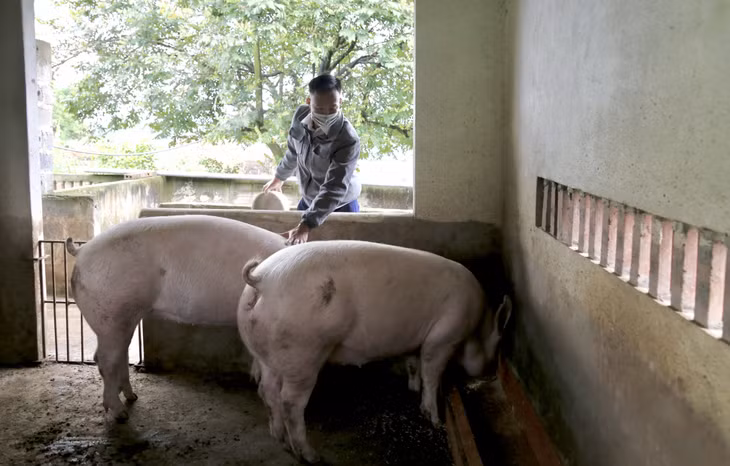 Anh Hoàng Văn Thu bên đôi lợn giống.