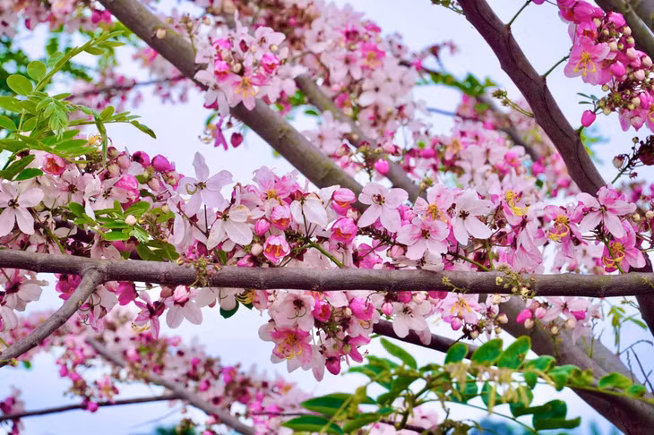 Được biết, loài anh đào này khá lâu tàn, hoa nở rộ trong vòng 25 đến 35 ngày. Ảnh: Khương Nhựt Minh