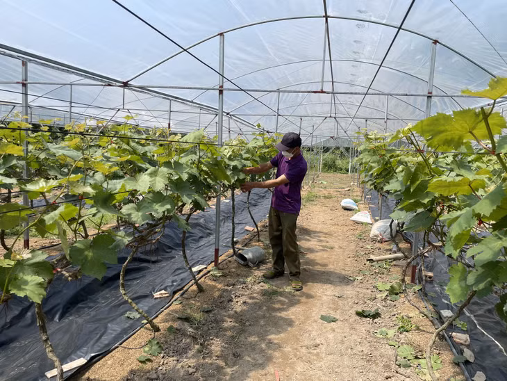 Mô hình trồng cây nho Mỹ của hộ anh Triệu Văn Chính (xã Tân Dân, TP Hạ Long) cho thu nhập khoảng 300 triệu đồng/năm.