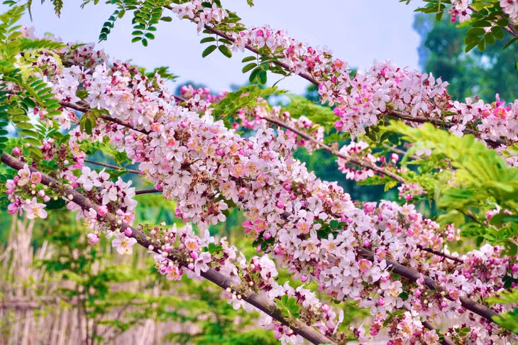 Được trồng sau hai năm, cây sẽ bắt đầu ra hoa. Hoa có năm cánh, màu hồng phớt, nhụy vàng, nở dọc theo thân cây. Ảnh: Khương Nhựt Minh