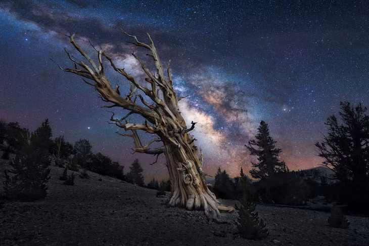 Cây thông đại thụ trên dãy White Mountains, phía đông bang California, Mỹ nổi bật trên nền trời lấp lánh. "Nhiếp ảnh đưa tôi tới nhiều nơi đẹp từ các bờ biển ở Australia tới những cảnh quan núi lửa của Iceland. Tuy nhiên, tôi đặc biệt mê mẩn vùng đất miền Tây Nam nước Mỹ (California, Utah, Arizona) nên những bức ảnh nơi đó tôi cũng thích nhất", Mazjac chia sẻ.