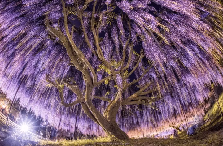 Cây tử đằng cổ thụ 150 tuổi ở công viên Ashikaga. (Ảnh: Takahiro Bessho)
