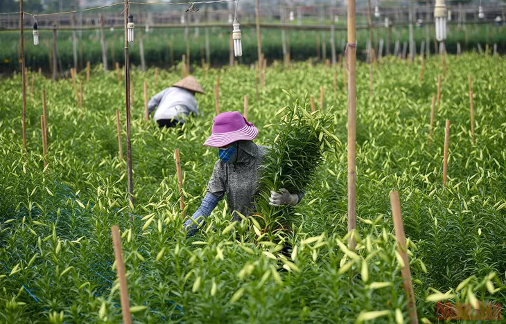 Hiện nay, đang vào vụ chính là loại kèn ta, ngoài ra còn có một loại kèn khác mà các tiểu thương vẫn hay gọi là 'kèn tàu'. (Ảnh: THÀNH ĐẠT)