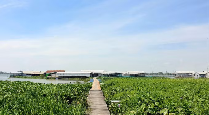 Bè nuôi cá chép giòn của ông Dũng ở sông Tiền. Ảnh: Nguyên Anh