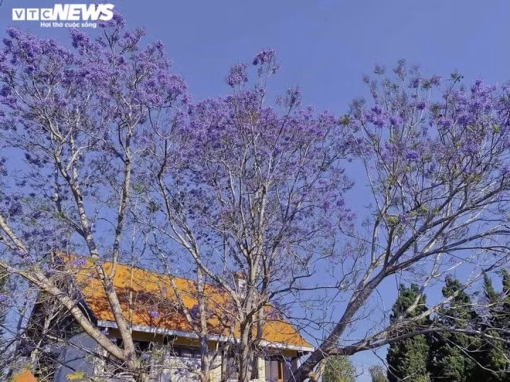 Tháng 4, Đà Lạt khoác lên mình sắc hoa phượng tím. Đây là loài hoa mang vẻ đẹp dịu dàng, đặc trưng vào những dịp giao mùa giữa 2 mùa xuân - hè ở Đà Lạt.