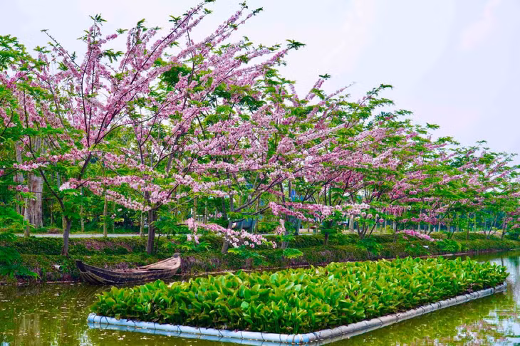 Theo tìm hiểu vẫn chưa biết chính xác tên của loại hoa này, vì nhìn khá giống loài anh đào của Nhật Bản và Hàn Quốc, nên người dân hay gọi là “anh đào miền Tây”. Ảnh: Khương Nhựt Minh