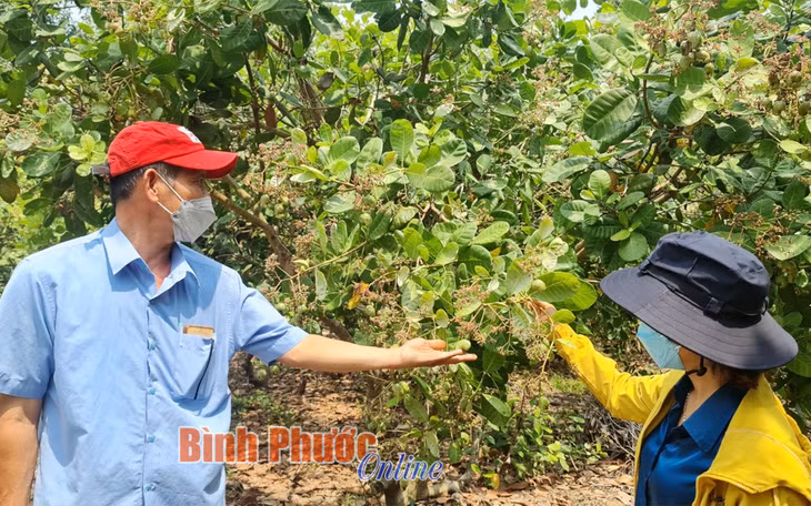 Nhờ xử lý phun xịt thuốc kịp thời sau mỗi trận mưa trái mùa, vườn điều của gia đình ông Nguyễn Xuân Lục ở thôn Phu Mang 3, xã Long Hà, huyện Phú Riềng vẫn đậu trái ước đạt từ 50-70%