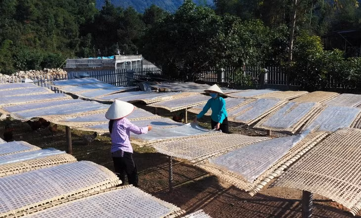 Nghề làm miến dong ở Húc Động hứa hẹn mang đến cho du khách những trải nghiệm thú vị.