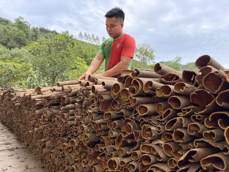 Các hộ dân thôn Khe Lục, xã Đại Dực, huyện Tiên Yên phơi sản phẩm quế sau thu hoạch.